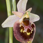 Small-patterned Ophrys (Ophrys fuciflora ssp. parvimaculata)