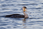 Cormorant with Fish