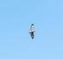 15th March Soaring
