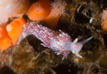 Facelina auriculata