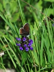 Common Blue