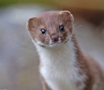 Stoat - Mustela erminea