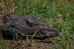 Land Monitor Lizard