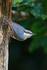Nuthatch on tree trunk, Arne, Dorset