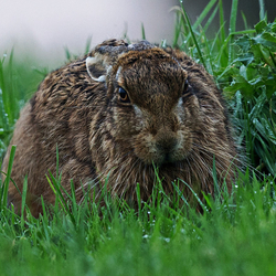 Brown Hare