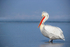 Dalmatian Pelican