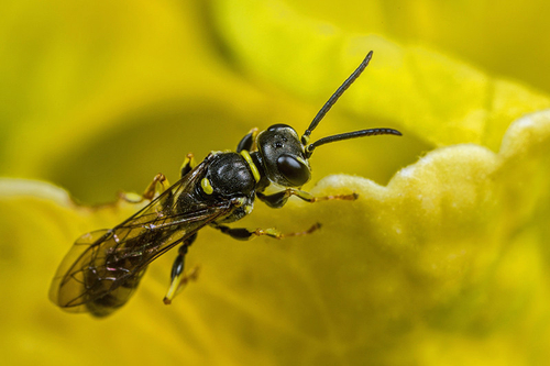 Male [i]Mellinus arvensis[/i]. One of many on the lookout for females. Staffordshire garden, August 2015.