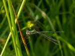 Emerald Damselfly