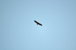 Spanish Imperial Eagle