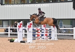 BPP_2955