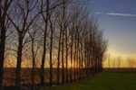Moss Sunset C