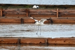 Avocet