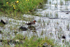 Red-necked Phalarope