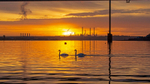 Digital - Gold - Alan Brown - Swans at Sunset