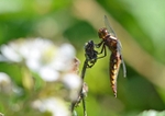 Four-spotted Chaser