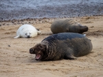 Atlantic Grey Seal