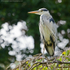 Grey Heron