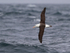 Black-browed Albatross at sea, The Falkland Islands