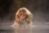 Young Japanese Macaque