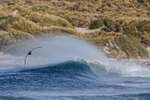 Giant Petrel skims breaking wave, Sea Lion Island