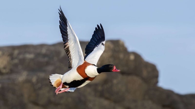 Shelduck - Kildonan - Isle of Arran - Scotland