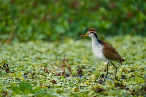 One of many of these waders