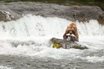 Grizzly Bear catches Sockeye salmon, Brooks Falls, Alaska