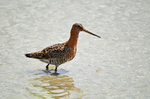 Black-tailed Godwit