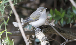 Eastern Bonellis Warbler Chick.