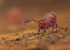 Dicyrtoma fusca