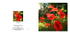502 Poppies - In Sympathy