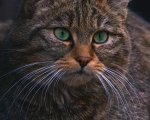 European Wildcat