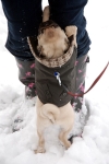 December Snow 5