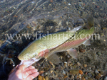 Closeup trout.