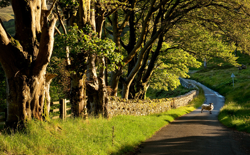 Lovely Summer evening light at Druidale. A shot I've taken often but there's always been something missing. I think t…