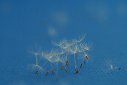 MACRO & CLOSE UPS 2 portfolio