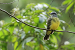 Tropical Kingbird perc...