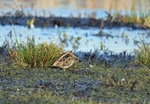 Common Snipe