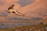 Sandhill Crane on landing approach, Bosque del Apache, New Mexico