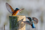 Female Kingfisher (Alcedo atthis) Dispute