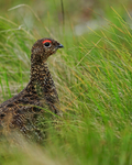 Red Grouse (male) close-up, Scotland