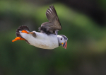 Puffin