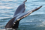 Humpback Whale