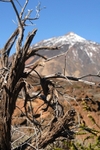 Tenerife summit and dead bush