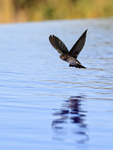 Cave Swiftlet looking for insects over pool, Lovina, Bali