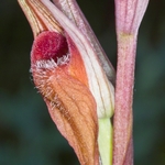 Ploughshare orchid (Serapias vomeracea)