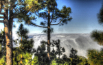 Tenerife view trees and cloud top HDR reduced
