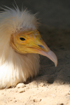 Egyptian Vulture _AGT053