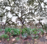 Myakka Palms