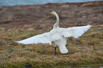 Whooper Swan